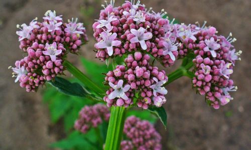 valeriana